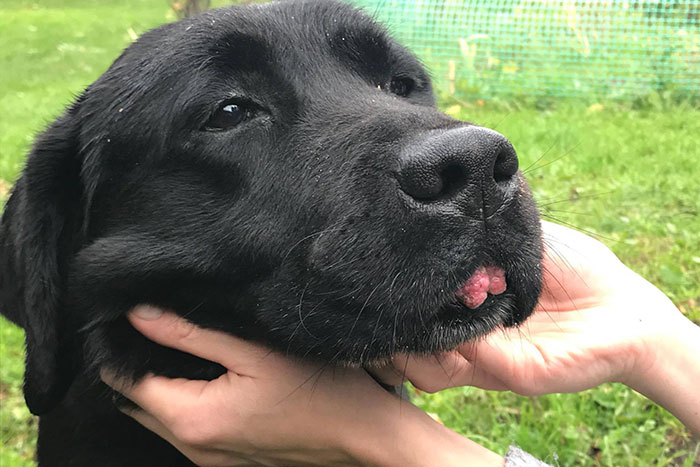 Labrador w potrzebie