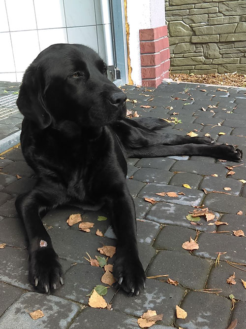 Labrador w potrzebie