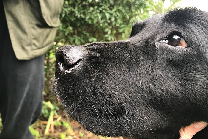 Labrador w potrzebie