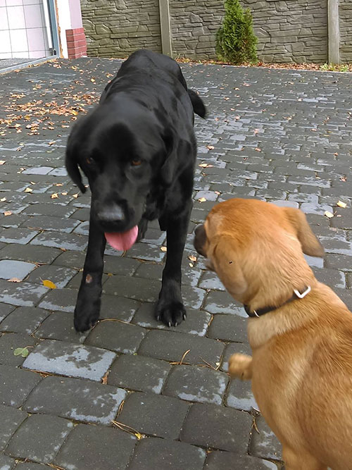 Labrador w potrzebie