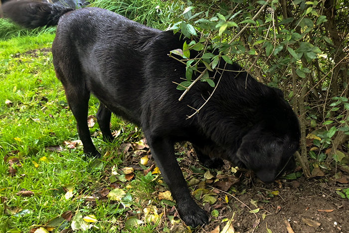 Labrador w potrzebie