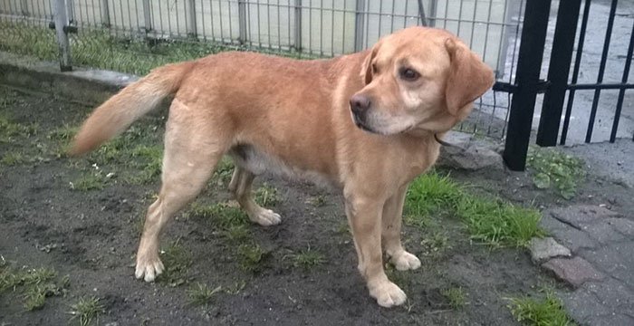 labrador w ptorzebie