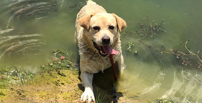 Labi - labrador do adopcji
