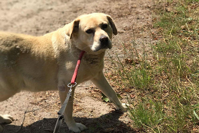 Labi - labrador do adopcji