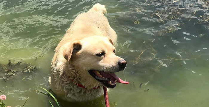 Labi - labrador do adopcji