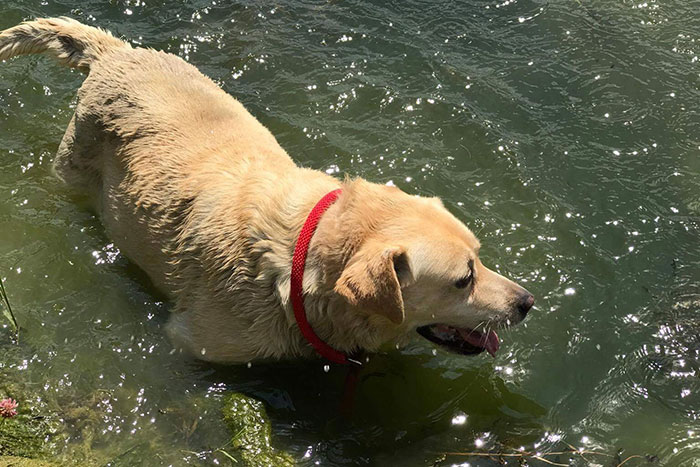 Labi - labrador do adopcji