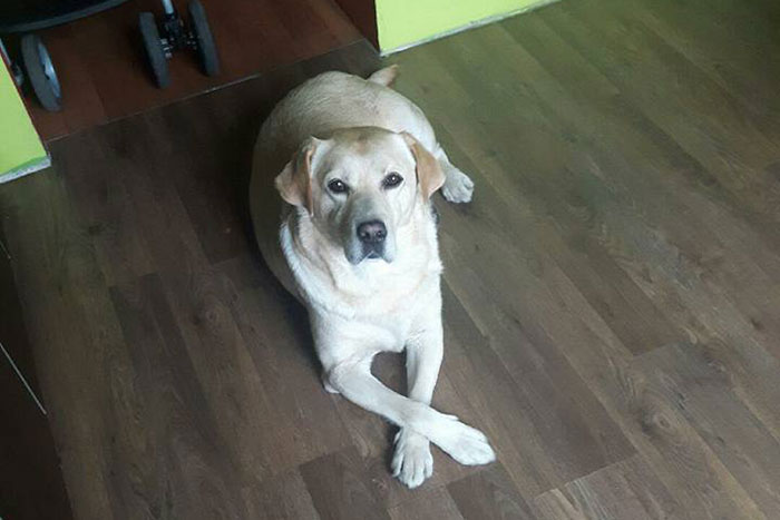 Labi - labrador do adopcji