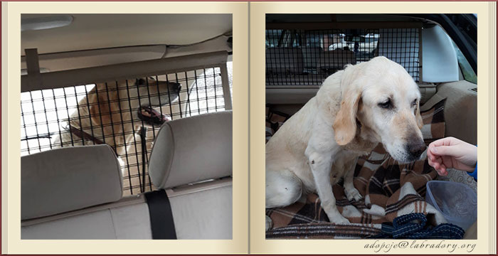Limba, labradorka do adopcji