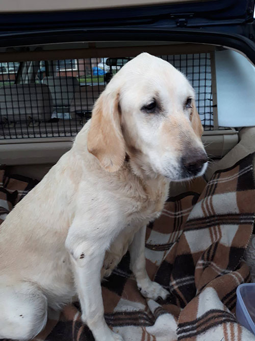 Limba, labradorka do adopcji