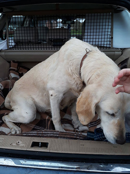 Limba, labradorka do adopcji
