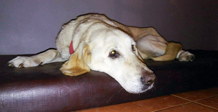 Limba, labradorka do adopcji