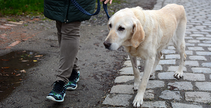 Limba, labradorka do adopcji
