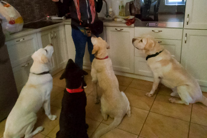 Limba, labradorka do adopcji