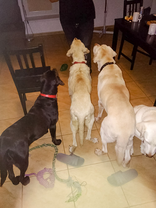 Limba, labradorka do adopcji