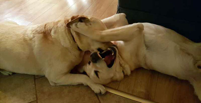 Niewidomy labrador Lord i Sonia