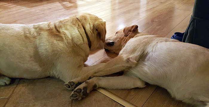 Niewidomy labrador Lord i Sonia