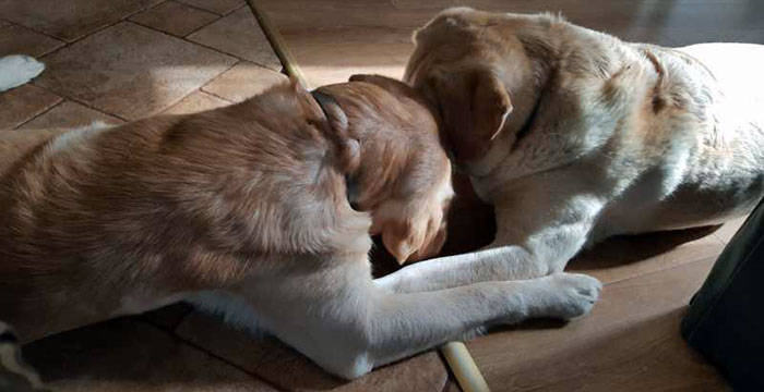 Niewidomy labrador Lord i Sonia