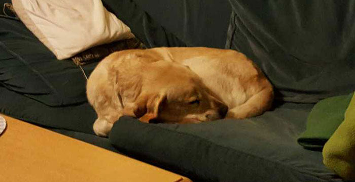 Niewidomy labrador Lord