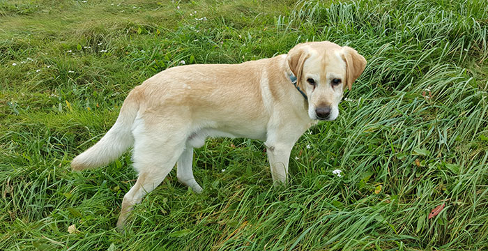 Lord niewidomy labrador