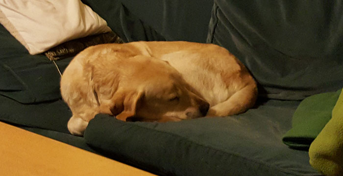 Lord niewidomy labrador