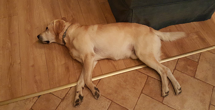 Lord niewidomy labrador