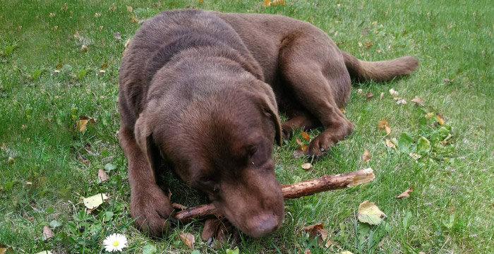 Max, labrador do adopcji