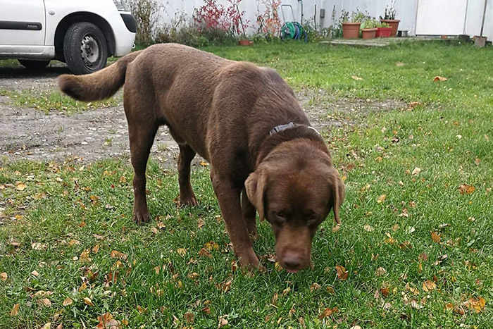 Max, labrador do adopcji