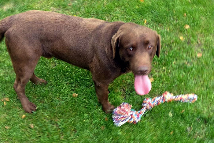 Max, labrador do adopcji