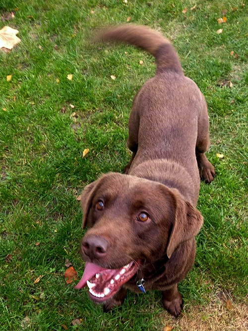 Max, labrador do adopcji