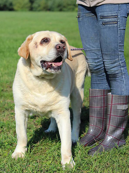 Randal, labrador w potrzebie