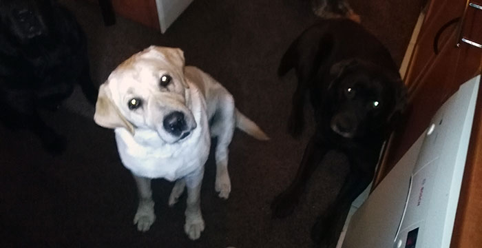 labradorka April