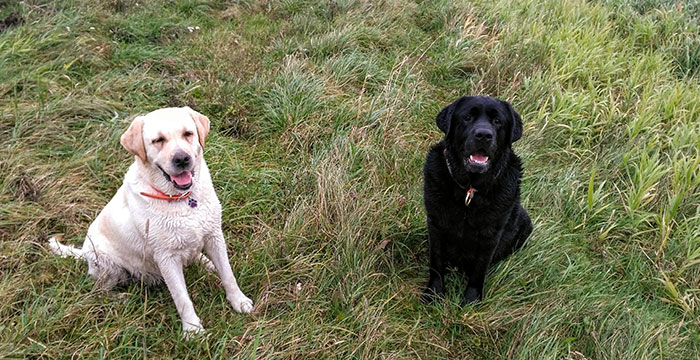 labradorka April