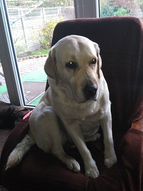 labradorka April