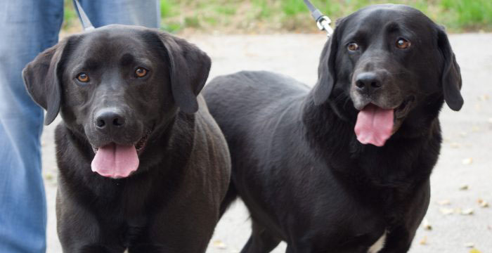 Bolek i Lolek, labradory do adopcji