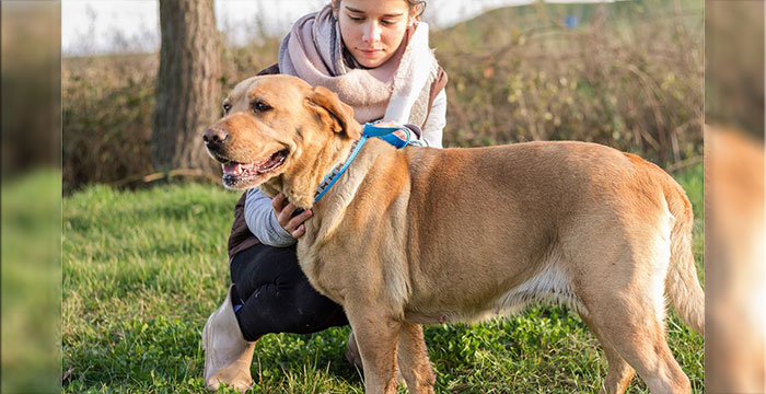 Carmen, labradorka do adopcji