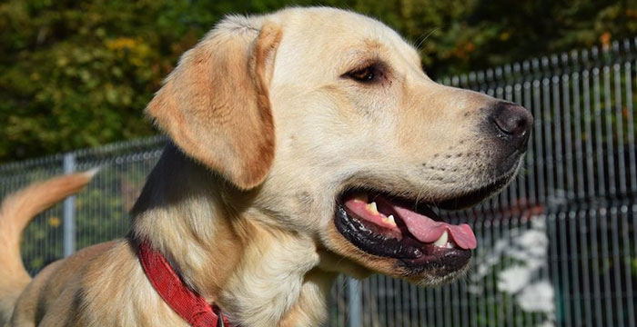 Falcor, labrador do adopcji