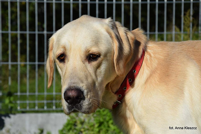 Falcor, labrador do adopcji
