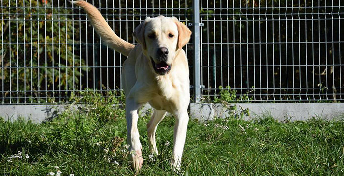 Falcor, labrador do adopcji