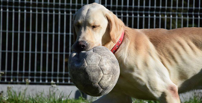 Falcor, labrador do adopcji
