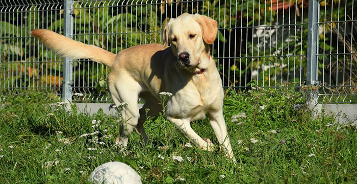 Falcor, labrador do adopcji