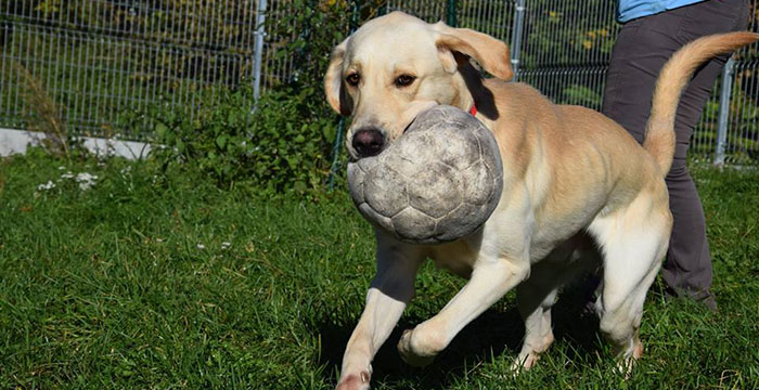 Falcor, labrador do adopcji