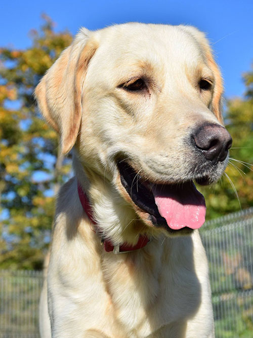Falcor, labrador do adopcji