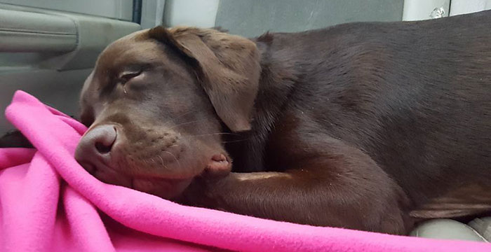 Labrador Gangster