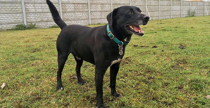 labrador do adopcji