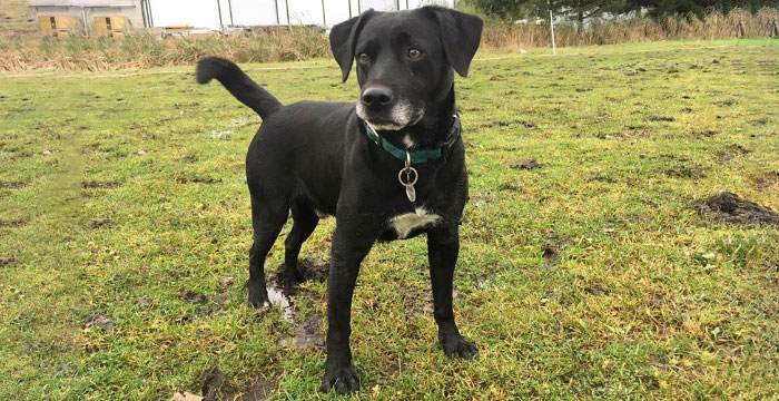 labrador do adopcji