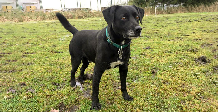 labrador do adopcji