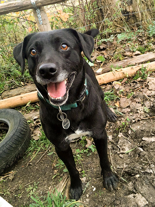 Labrador do adopcji