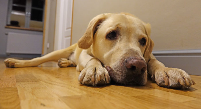 Labrador Leon