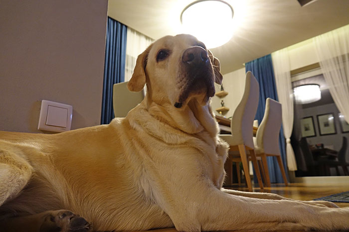 Labrador Leon