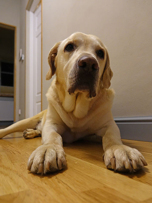 Labrador Leon